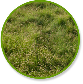 Eco Buffalograss