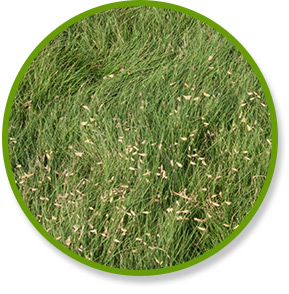 Density Buffalograss