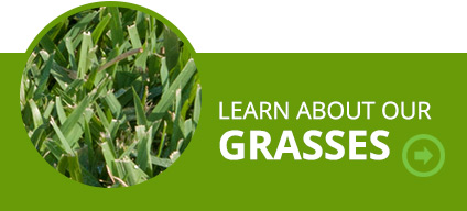 Learn about our grasses