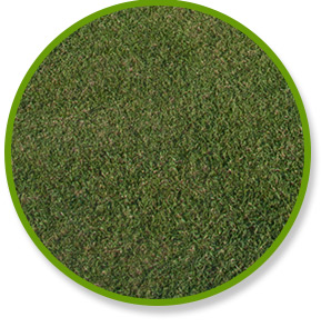 L1F Zoysia