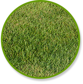 Y2 Zoysia