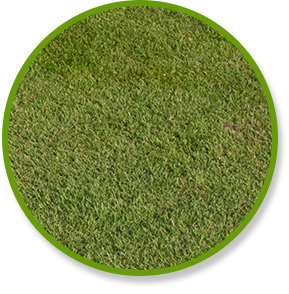 Zeon Zoysia