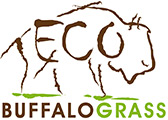 Eco Buffalograss